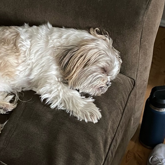 Meet your Posher, Kelsey - Picture 1 of 1